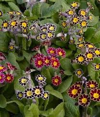 Attēlu rezultāti vaicājumam “Primula x polyantha flower”