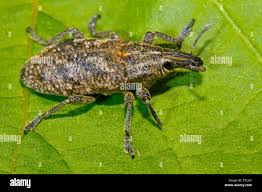 Attēlu rezultāti vaicājumam “Cleonis pigra”