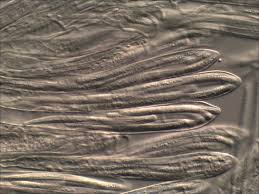 Attēlu rezultāti vaicājumam “Spathularia flavida”