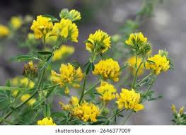 Attēlu rezultāti vaicājumam “Medicago sativa subsp. falcata”