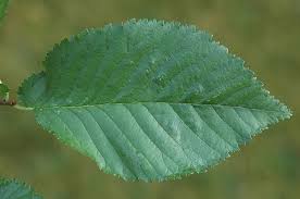Attēlu rezultāti vaicājumam “Ulmus x hollandica leaf”