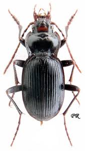 Attēlu rezultāti vaicājumam “Nebria livida”