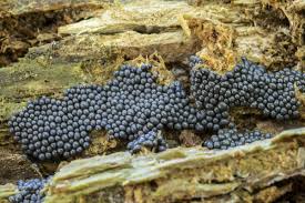 Attēlu rezultāti vaicājumam “Cribraria argillacea”