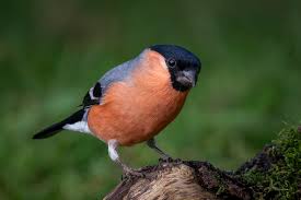 Attēlu rezultāti vaicājumam “Pyrrhula pyrrhula male”