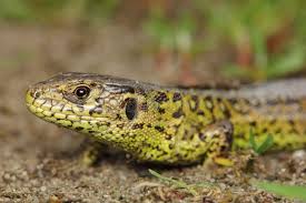 Attēlu rezultāti vaicājumam “Lacerta agilis male”