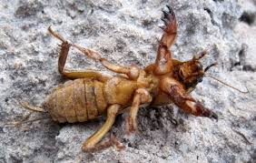 Attēlu rezultāti vaicājumam “Gryllotalpa gryllotalpa”