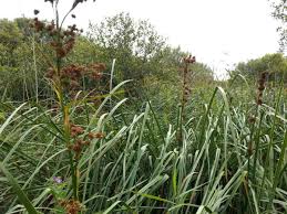 Attēlu rezultāti vaicājumam “Cladium mariscus”