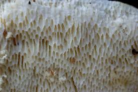 Attēlu rezultāti vaicājumam “Antrodia sinuosa”