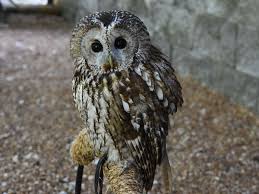 Image result for Strix aluco