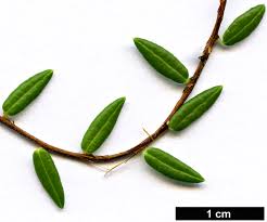 Attēlu rezultāti vaicājumam “Oxycoccus leaf”