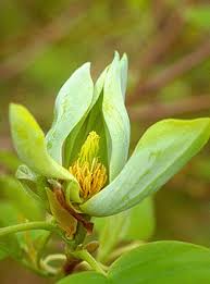 Attēlu rezultāti vaicājumam “Magnolia acuminata”