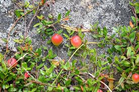 Attēlu rezultāti vaicājumam “Oxycoccus fruit”
