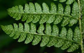 Attēlu rezultāti vaicājumam “Polystichum braunii”
