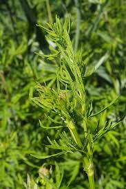 Attēlu rezultāti vaicājumam “Thalictrum lucidum”
