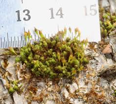 Attēlu rezultāti vaicājumam “Ulota crispa sporophyte”