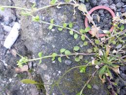 Attēlu rezultāti vaicājumam “Stellaria pallida”