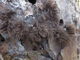 Attēlu rezultāti vaicājumam “Stemonitis foliicola”