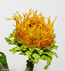 Attēlu rezultāti vaicājumam “Telekia speciosa bud”