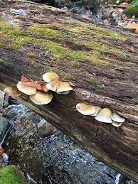 Attēlu rezultāti vaicājumam “Panellus serotinus”