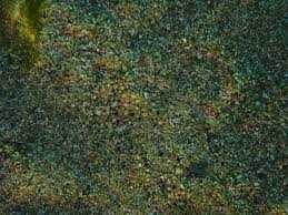 Image result for Pseudopleuronectes americanus