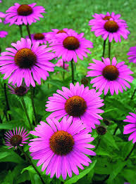 Image result for Rudbeckia Paradisio