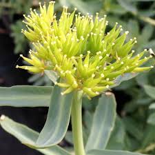 Attēlu rezultāti vaicājumam “Rhodiola rosea flower”