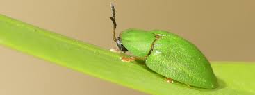 Attēlu rezultāti vaicājumam “Pinthaeus sanguinipes imago”