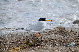 Attēlu rezultāti vaicājumam “Sternula albifrons”