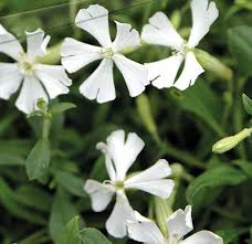 Image result for Silene schafta