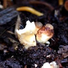 Attēlu rezultāti vaicājumam “Sphaerobolus stellatus”