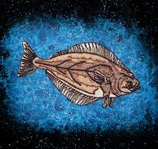 Image result for Hippoglossus hippoglossus