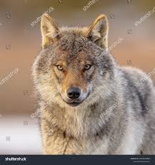 Attēlu rezultāti vaicājumam “Canis lupus”