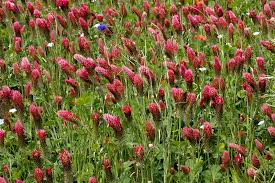 Image result for Trifolium incarnatum