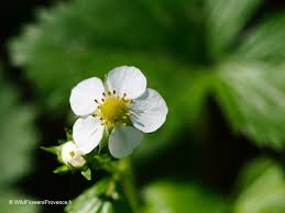 Attēlu rezultāti vaicājumam “Fragaria vesca flower”