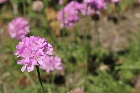 Image result for Grasnelke