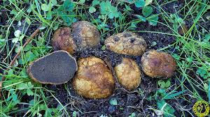 Attēlu rezultāti vaicājumam “Rhizopogon luteolus”