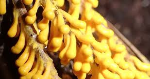 Attēlu rezultāti vaicājumam “Leocarpus fragilis macro”