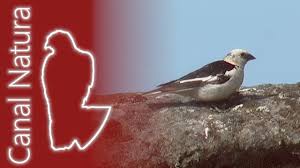 Attēlu rezultāti vaicājumam “Plectrophenax nivalis”