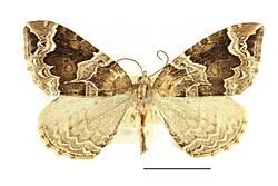 Attēlu rezultāti vaicājumam “Eulithis prunata”