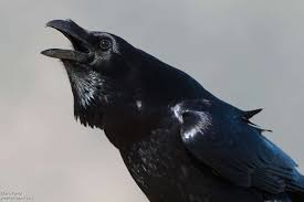 Attēlu rezultāti vaicājumam “Corvus corax adult”