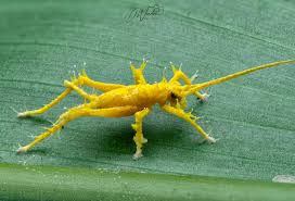 Attēlu rezultāti vaicājumam “Cordyceps polyarthra”