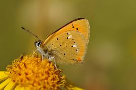 Attēlu rezultāti vaicājumam “Lycaena virgaureae underside”
