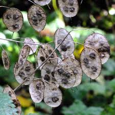 Attēlu rezultāti vaicājumam “Lunaria rediviva fruit”