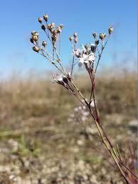Attēlu rezultāti vaicājumam “Gypsophila fastigiata bud”