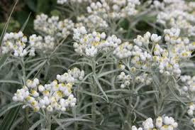 Attēlu rezultāti vaicājumam “Helichrysum arenarium leaf”