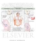 Hyperventilation and Hypoventilation - Netter Medical Artwork