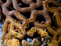 Attēlu rezultāti vaicājumam “Gulielmina vermicularis macro”