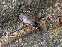 Attēlu rezultāti vaicājumam “Ectobius sylvestris female”