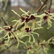 Attēlu rezultāti vaicājumam “Hamamelis japonica leaf”