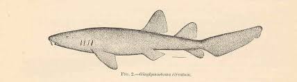 Image result for Ginglymostoma cirratum